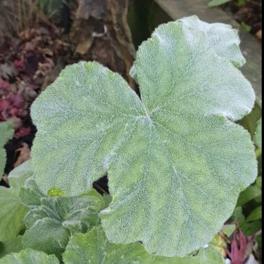 Tomentosum - Peppermint Scented Leaf Pelargonium (Geranium) Plant - 6cm
