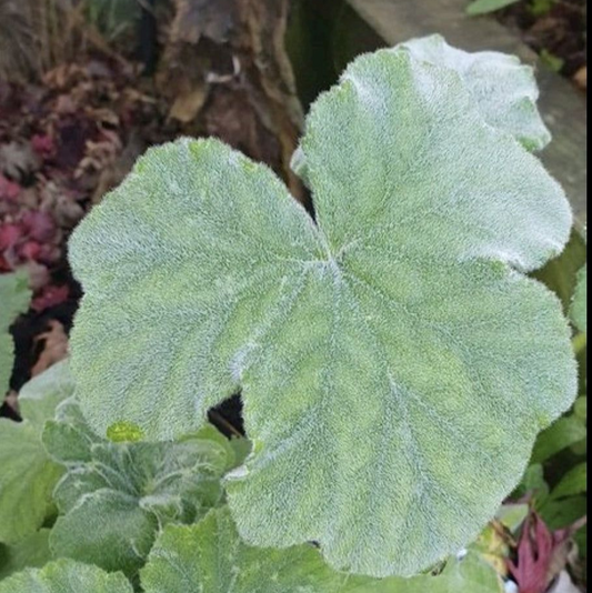 Tomentosum - Peppermint Scented Leaf Pelargonium (Geranium) Plant - 6cm