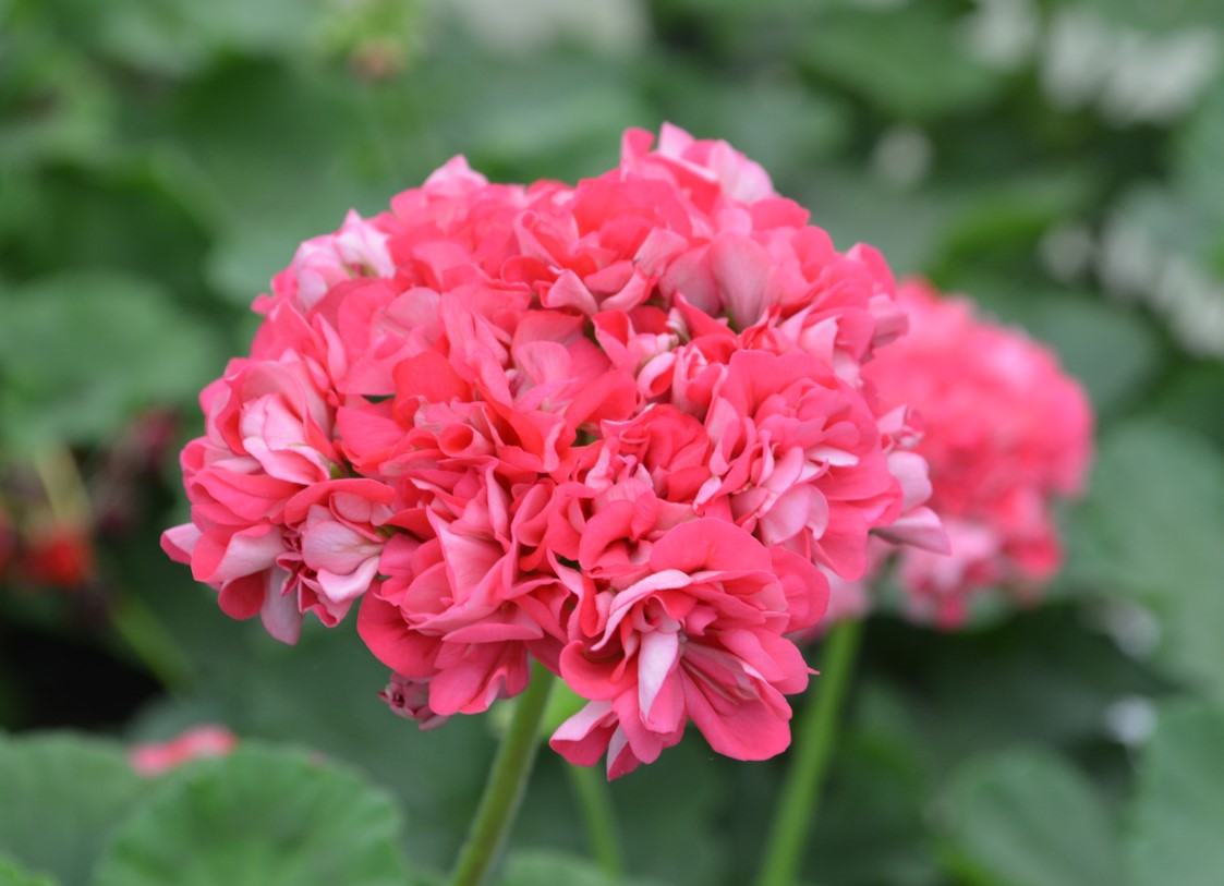 This is Rosebud Pelargonium  (Geranium) 'Sister Henry'.  It is a really nice pink flower that looks like it is made up of small rosebuds.