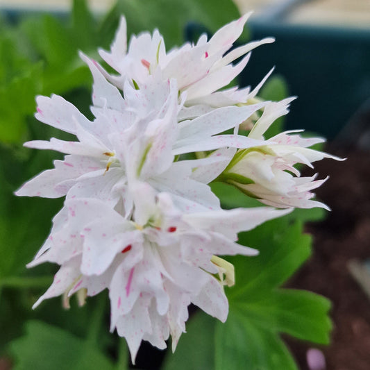 Snowbright - Stellar Pelargonium (Geranium) Plant - 6cm bio pot