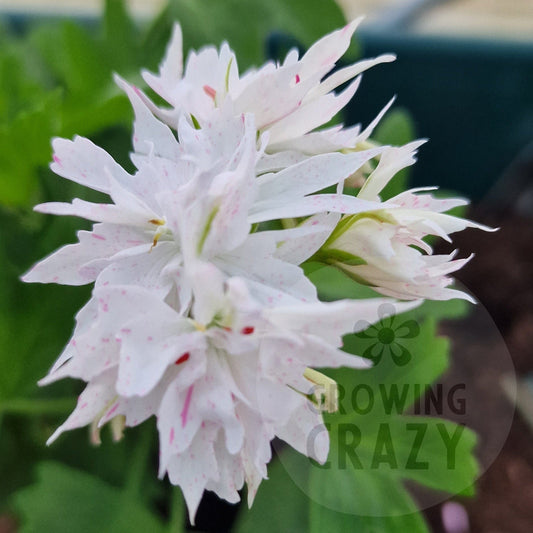 Snowbright - Stellar Pelargonium (Geranium)