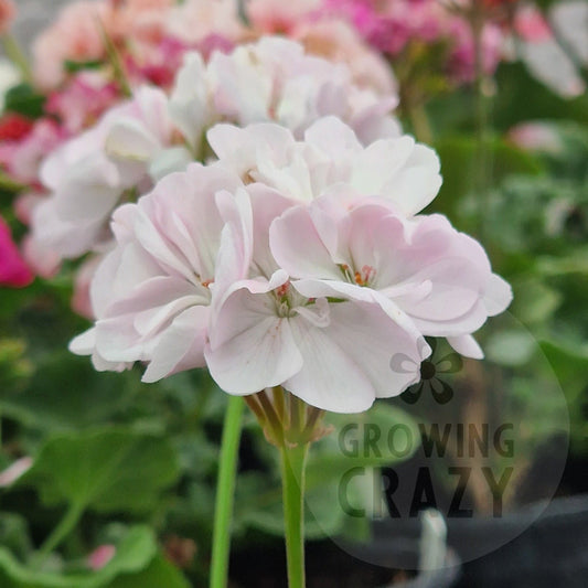 Southern Rosina - Dwarf Zonal Pelargonium / Geranium
