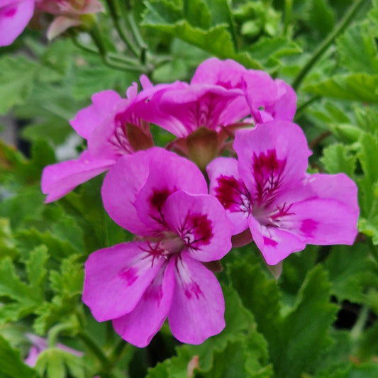 Souvenir de Prue - Scented Leaf Pelargonium (Geranium) - 6cm bio pot