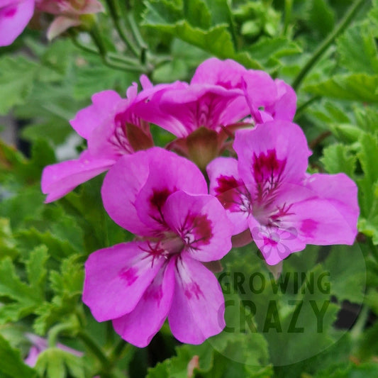 Souvenir de Prue - Scented Leaf Pelargonium (Geranium)