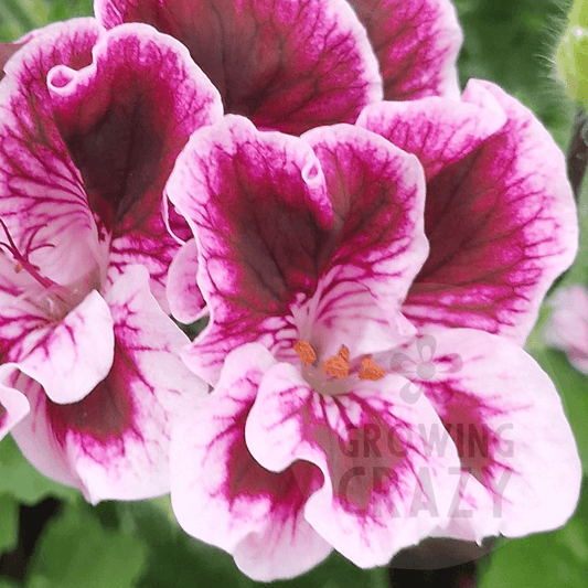 Spanish Angel - Angel Pelargonium (Geranium)