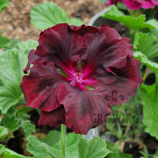 Springfield Black - Regal Pelargonium (Geranium)