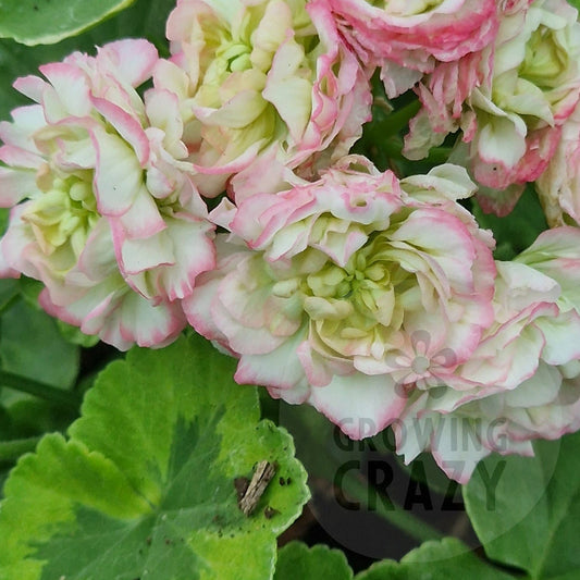 Stut's Dream Rosebud Pelargonium