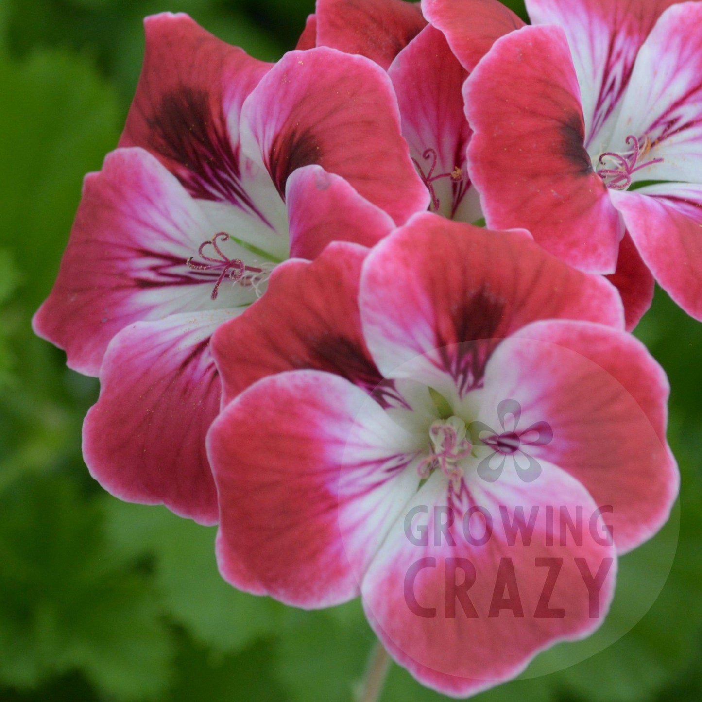 Suffolk Garnett - Decorative Pelargonium (Geranium) plant in 6cm bio pot