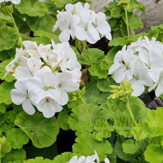 Sunridge Moonlight - Coloured Leaf Pelargonium (Geranium), golden/yellow green leaves big white flowers, Victorian intresting