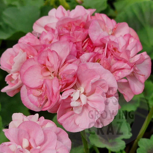 Sweet Jess - Rosebud Pelargonium (Geranium)