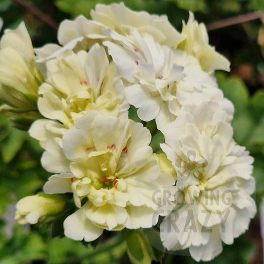 Unicorn Hot Butter - Zonartic Pelargonium (Geranium)