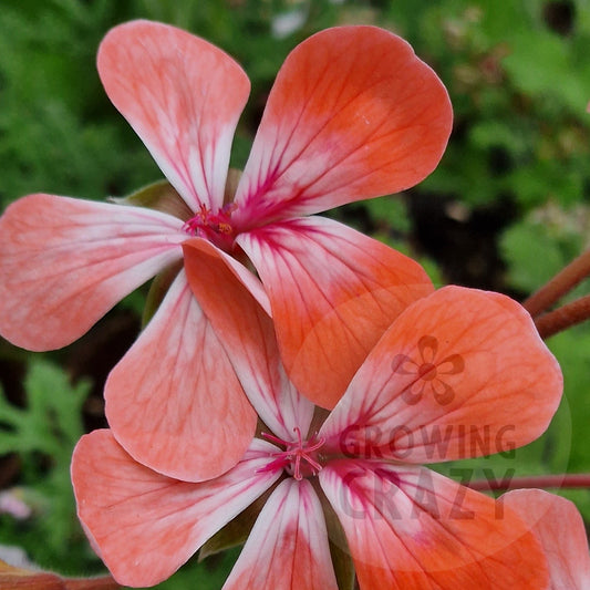 Unicorn Hot Pepper - Zonartic Pelargonium (Geranium)