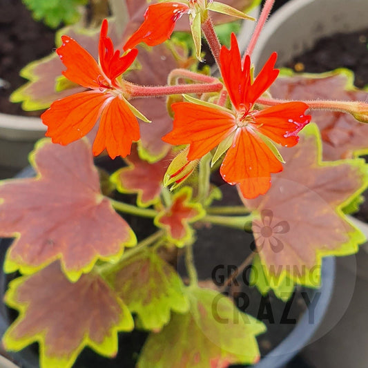 Vancouver Centennial - Stellar Pelargonium (Geranium)
