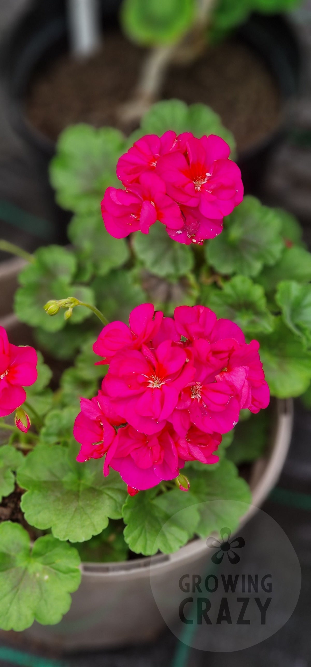 Vectis Purple Zonal Pelargonium in flower