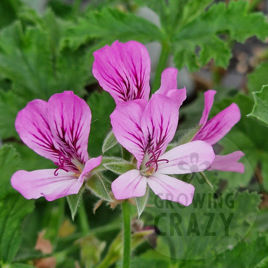 Violet Unique - Unique Pelargonium (Geranium)