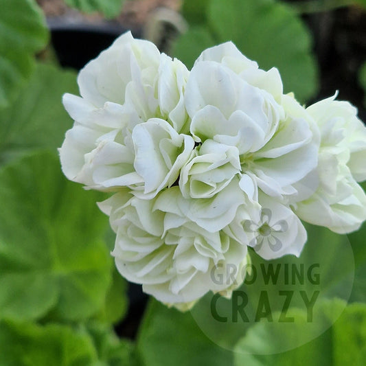 Vit Rosen - White Rosebud Pelargonium (Geranium)