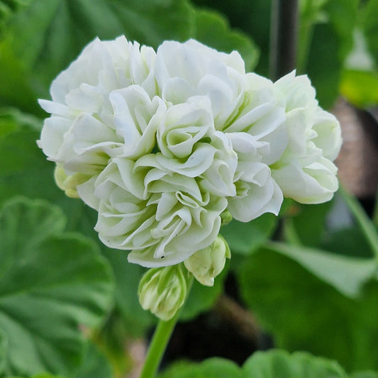 Vit Rosen - White Rosebud Pelargonium (Geranium) Plant - 6cm pot - for garden border or patio pot