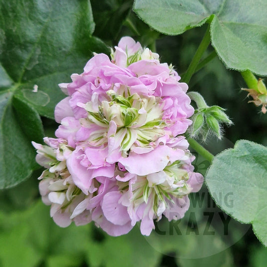 Viva Carolina - Ivy Leaved Pelargonium (Geranium)