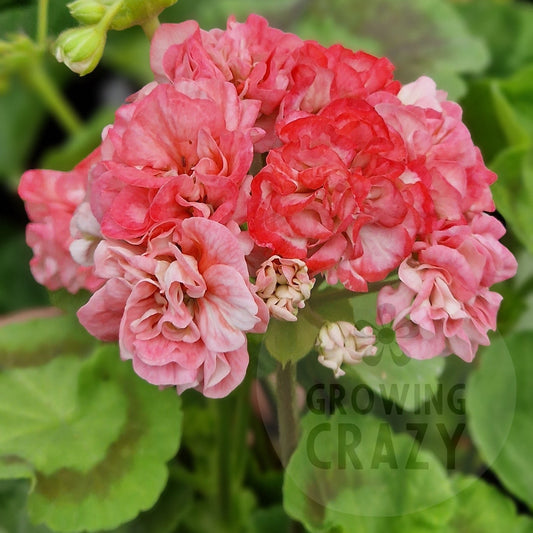 Wedding Royale - Rosebud Pelargonium (Geranium)