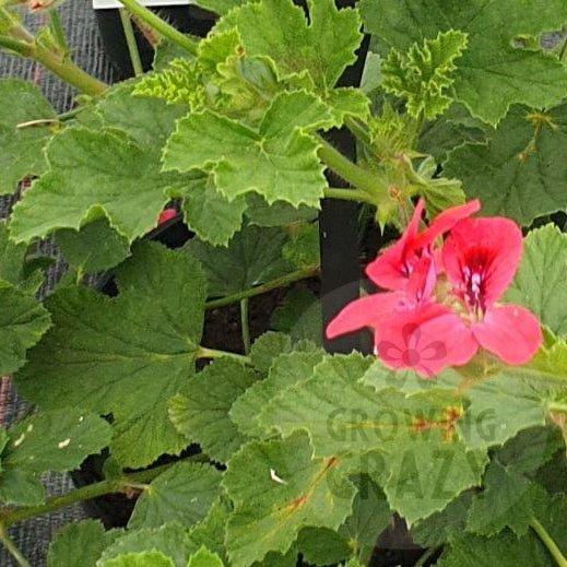 Welling - Scented Leaf Pelargonium (Geranium)