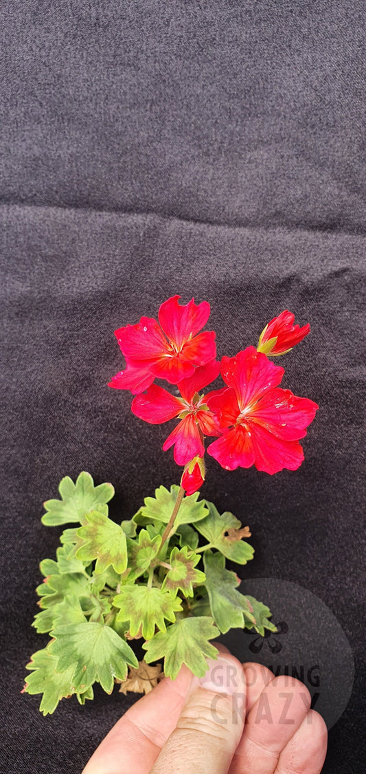 Westwood Stellar Pelargonium in flower