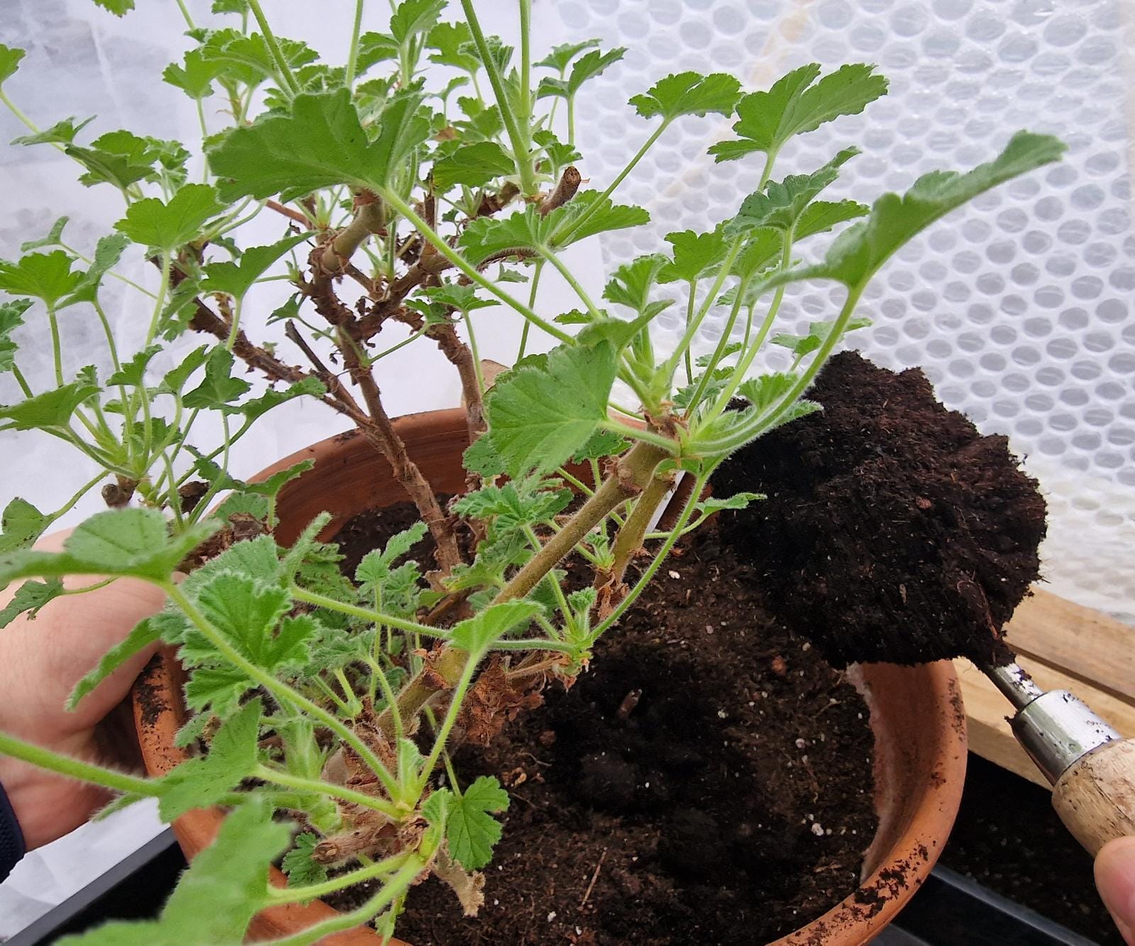 This is a picture of Scented Leaf Pelargonium (Geranium) being repotted into a larger pot.