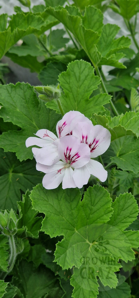 White Unique Pelargonium in flower