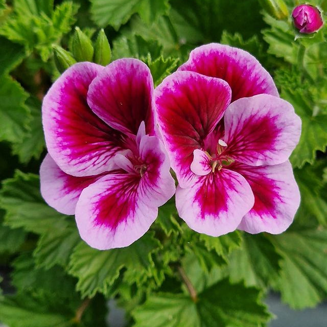 Berkswell Carnival - Angel Pelargonium (Geranium) Plant - 6cm bio pot