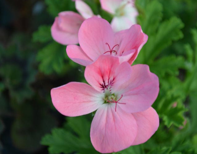 Apricot Fool - Unique Pelargonium (Geranium) Plant - 6cm bio pot