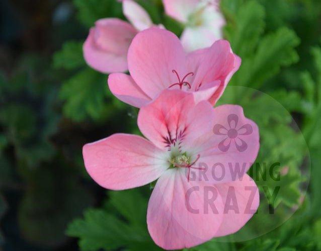 Apricot Fool - Unique Pelargonium (Geranium)