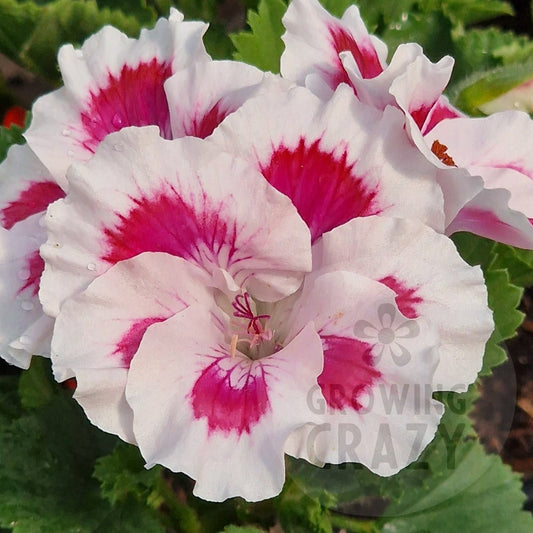 Zofia Pope - Regal Pelargonium (Geranium)