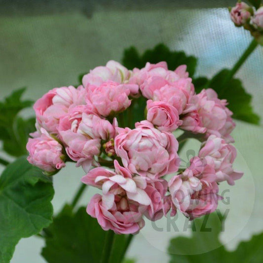Anita - Rosebud Pelargonium (Geranium) soft dusky pink rosebud flowers bushy habit