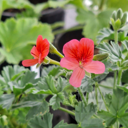 P. arcturas - Species Pelargonium / Geranium - Single Plant 6cm bio Pot