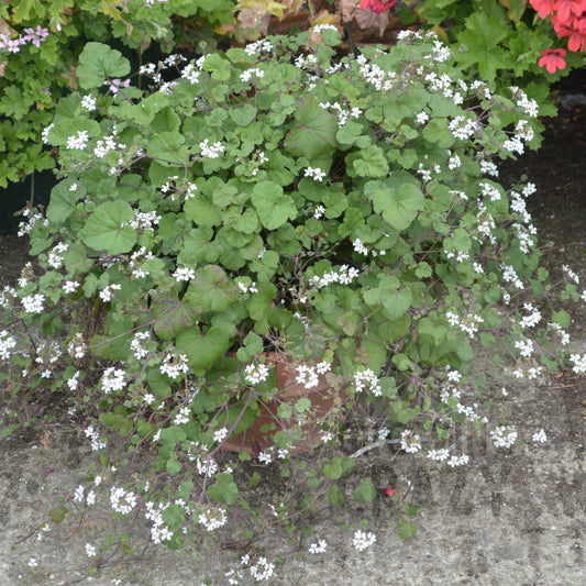 P. australe (Tasmanian form) - Species Pelargonium