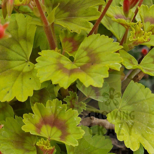 Baby Harry - Dwarf Zonal Pelargonium / Geranium