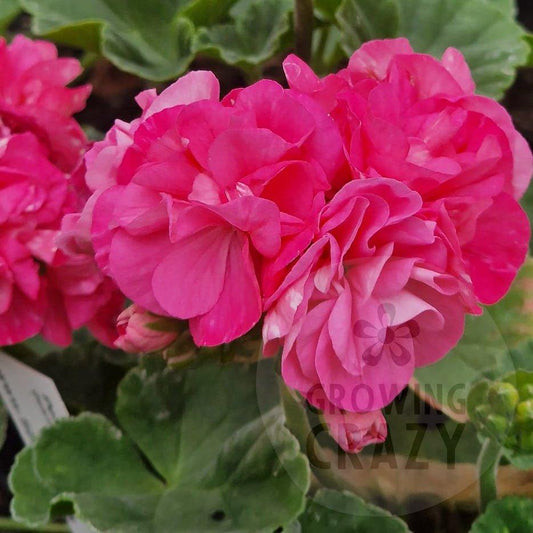 Bold Cherub - Dwarf Zonal Pelargonium / Geranium