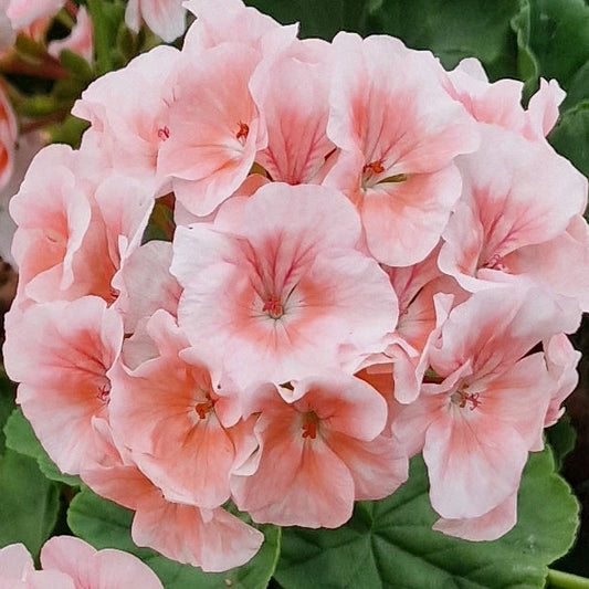 Bold Special - Zonal Pelargonium / Geranium Garden Plant - 6cm bio pot