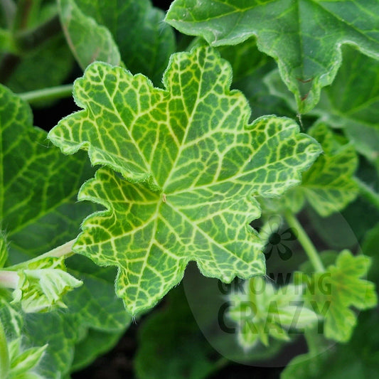 Crocodile - Ivy Leaved Pelargonium (Geranium)