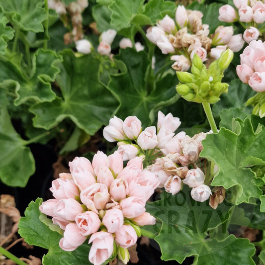 Emma Fran Bengtsbo - Zonal Pelargonium / Geranium