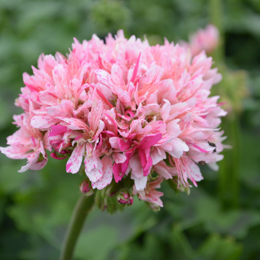Fairfields - Stellar Pelargonium (Geranium) Plant - 6cm bio pot