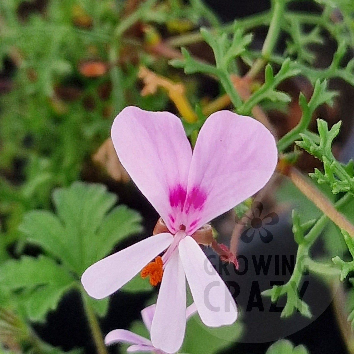 P. fruticosum - Species Pelargonium / Geranium - Single Plant 6cm bio Pot