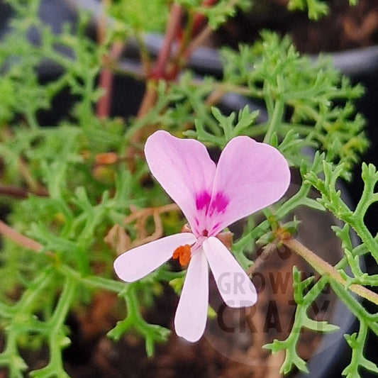 P. fruticosum - Species Pelargonium