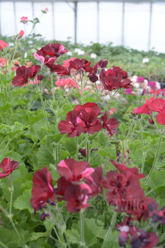 Hindoo Nights - Decorative Pelargonium (Geranium) plant in 6cm bio pot