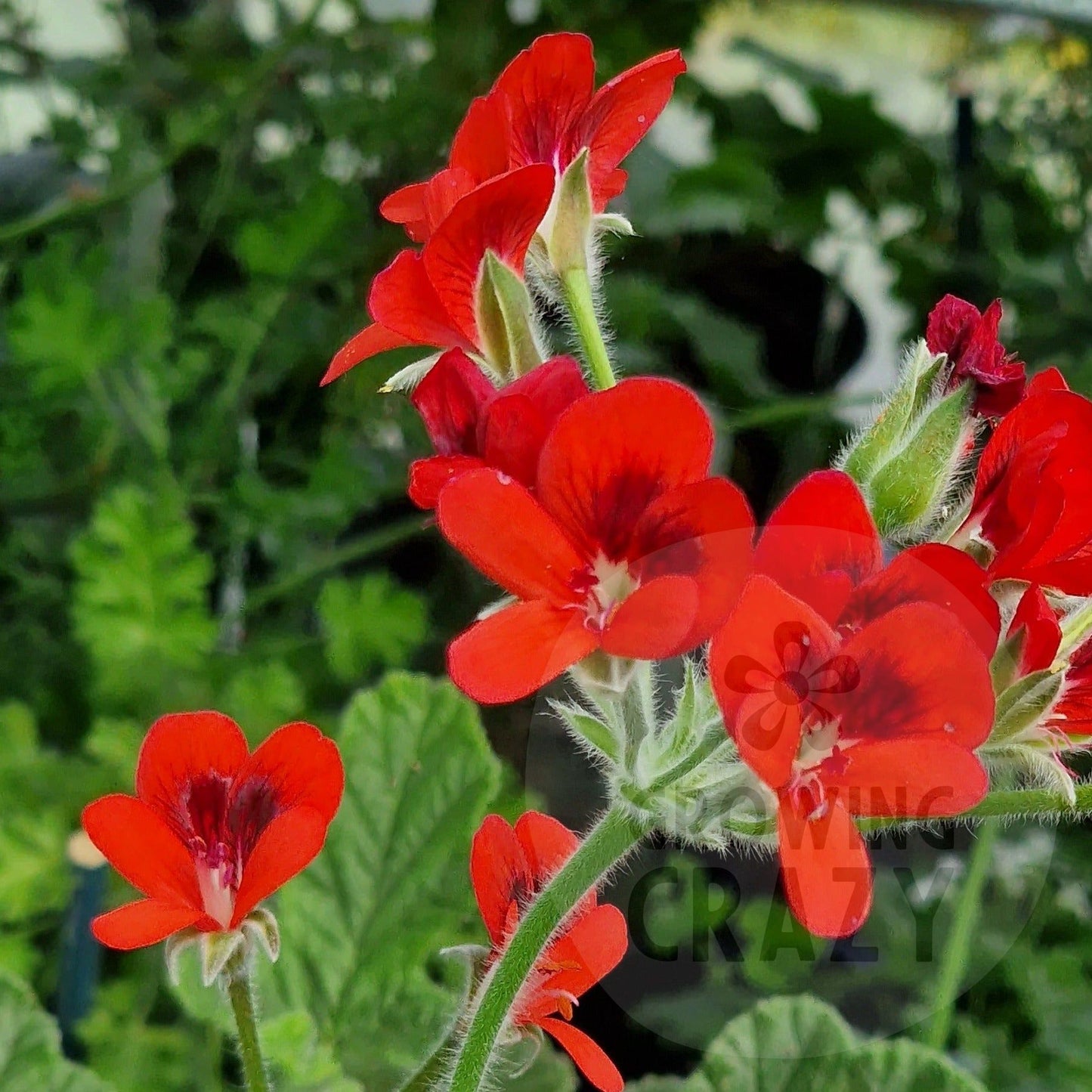 P. Ignescens - Species Hybrid Pelargonium / Geranium - Single Plant 6cm bio Pot