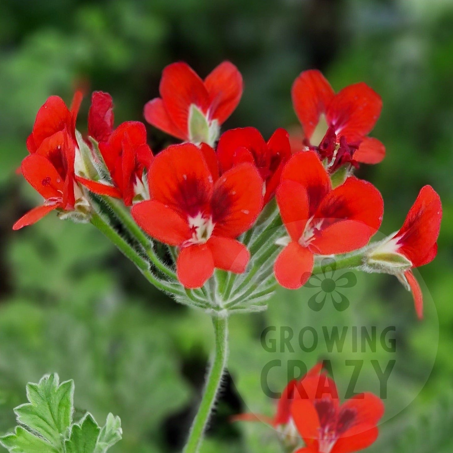 P. Ignescens - Species Hybrid Pelargonium / Geranium - Single Plant 6cm bio Pot