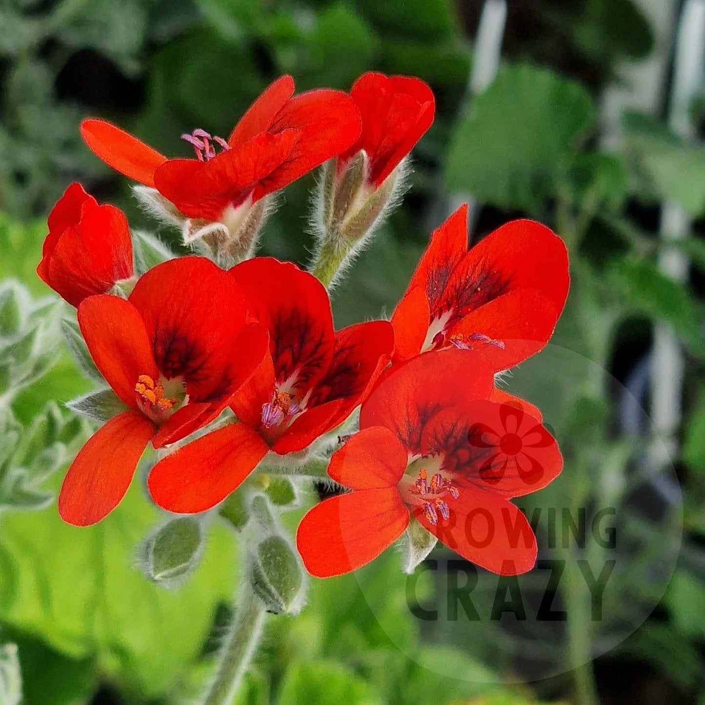 P. Ignescens - Species Hybrid Pelargonium / Geranium - Single Plant 6cm bio Pot