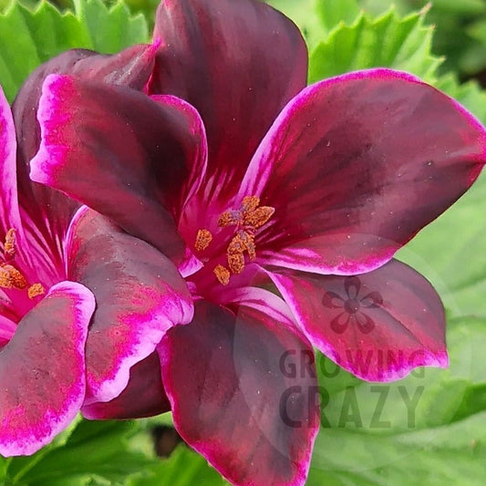 This image is of the relatively new Regal Pelargonium 'Imperial Bute' which is a sport of 'Lord Bute'.