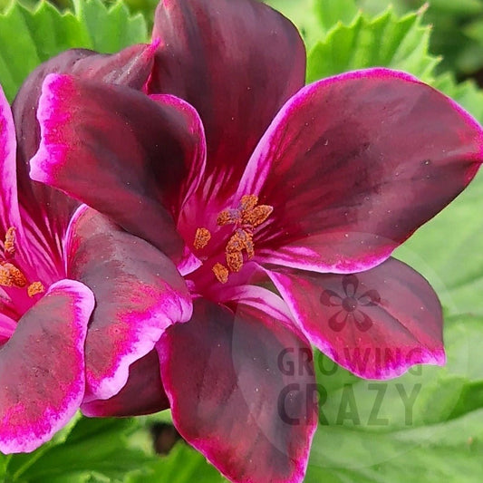 This image is of the relatively new Regal Pelargonium 'Imperial Bute' which is a sport of 'Lord Bute'.