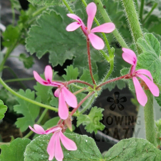 P. Iondiflorum - Species Pelargonium / Geranium - Single Plant 6cm