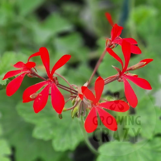 P. Kewensis - Species Hybrid Pelargonium / Geranium - Single Plant 6cm bio Pot